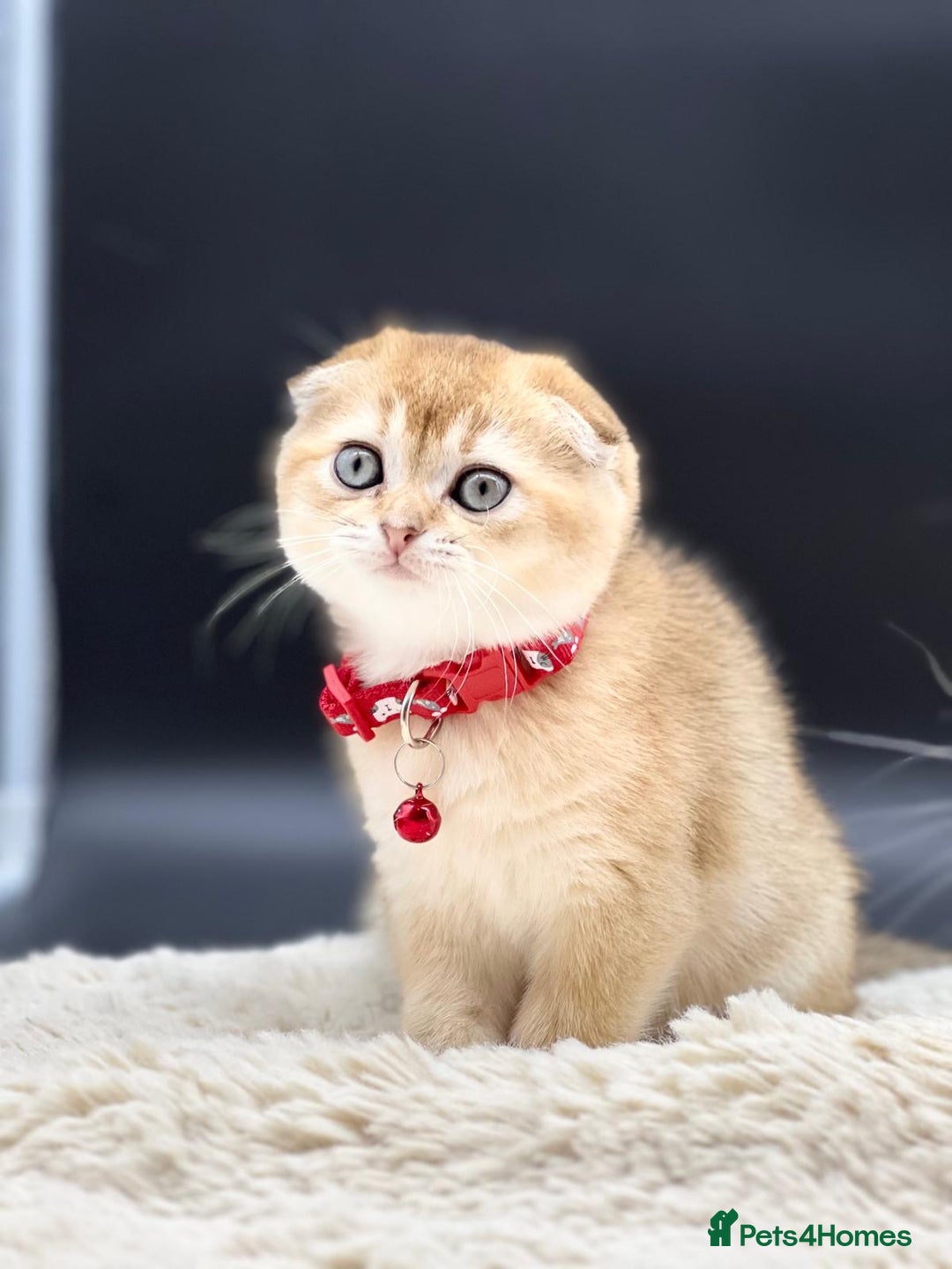 Scottish Fold cats for sale: Beautiful Scottish Straight/Fold Kittens - Image 1