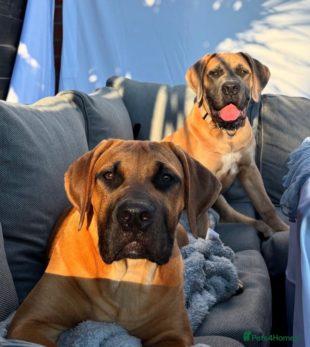 Boerboel dogs for sale: Elite Family-raised & trained Boerboel puppy - Image 10