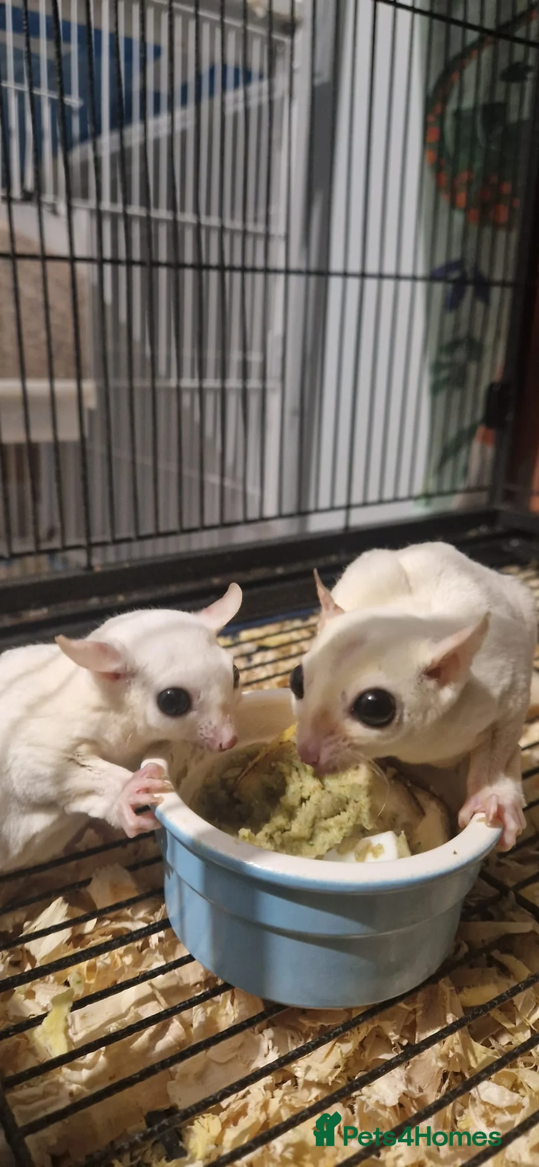 Mixed Breed rabbits for sale: Sugar glider joey - Advert 8