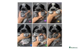 Cocker Spaniel dogs for sale: Show type Cocker spaniel puppies blue roan - Image 1
