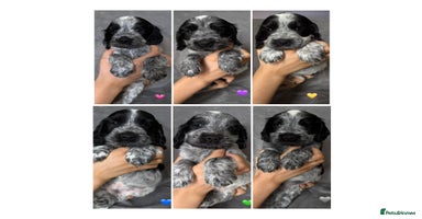 Cocker Spaniel dogs - Advert 4