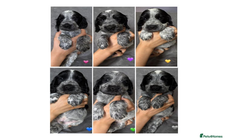 Cocker Spaniel dogs - Advert 8
