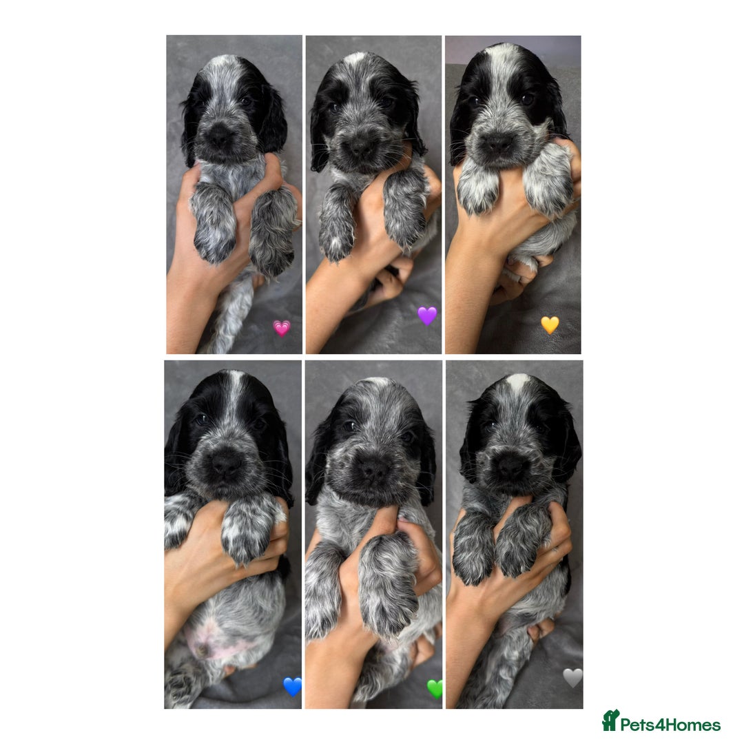 Cocker Spaniel dogs for sale: Show type Cocker spaniel puppies blue roan - Image 1