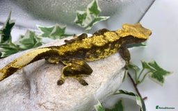 Gecko reptiles for sale: Dark based male harlequin - Image 4