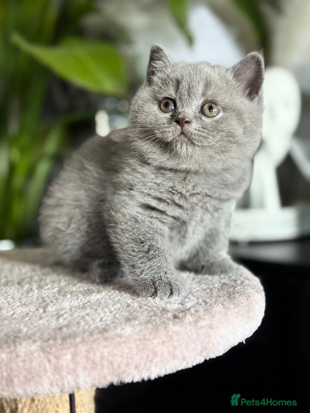 Scottish Fold cats for sale: Scottish straight - Image 15