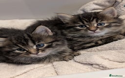 Mixed Breed cats for sale: Last one left! Mixed Breed Mini Maine Coon Dupes - Image 10
