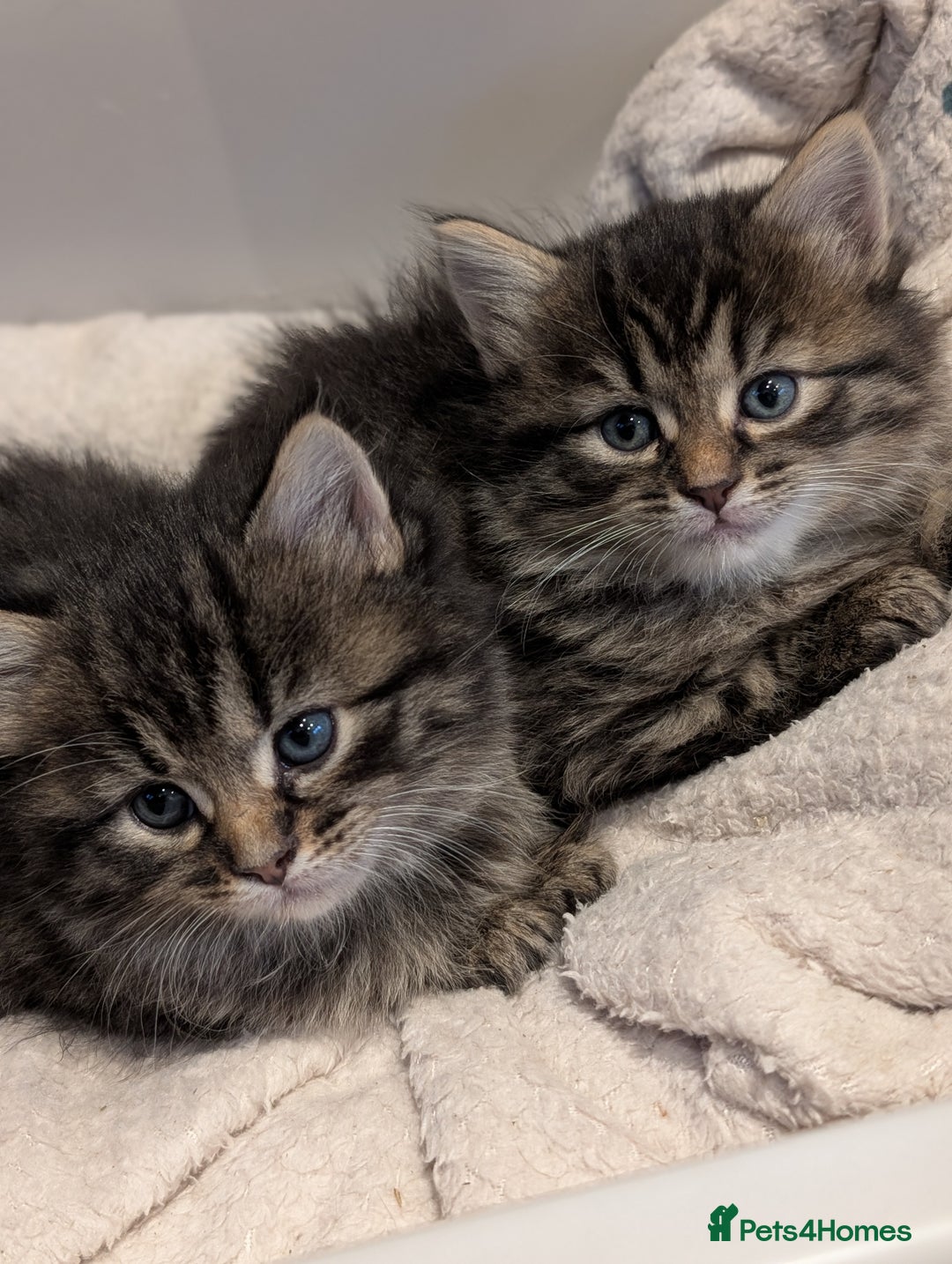 Mixed Breed cats for sale: Last one left! Mixed Breed Mini Maine Coon Dupes - Image 10