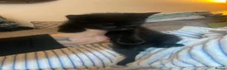 Mixed Breed cats for sale: Beautiful kittens  - Advert 8