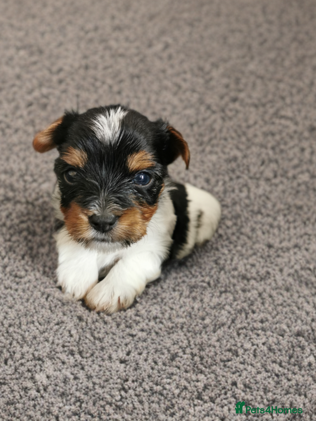 Biewer Terrier dogs for sale: Beautifull Biewer puppies 🥰 - Advert 6