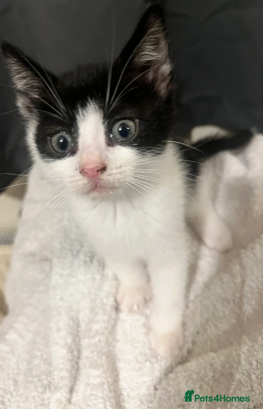 Domestic Shorthair cats for sale: Young female - Advert 2