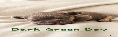 Dark Green Collar- Blue and Tan Boy
