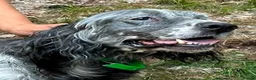 English Setter dogs for adoption: Laya  in Alfreton - Advert 5