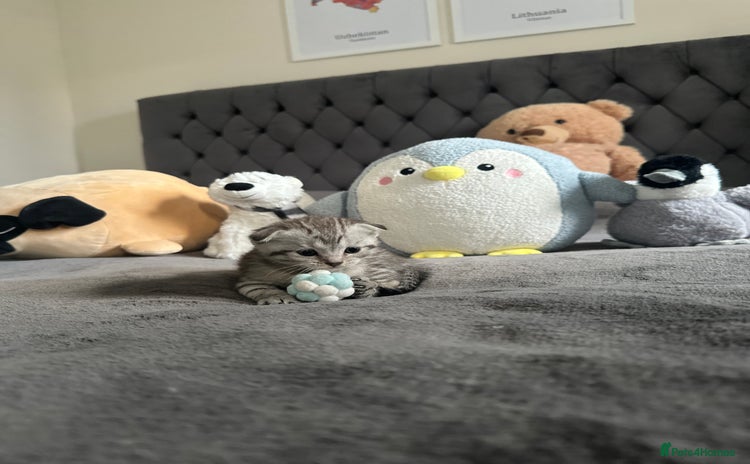 Scottish Fold cats - Advert 1