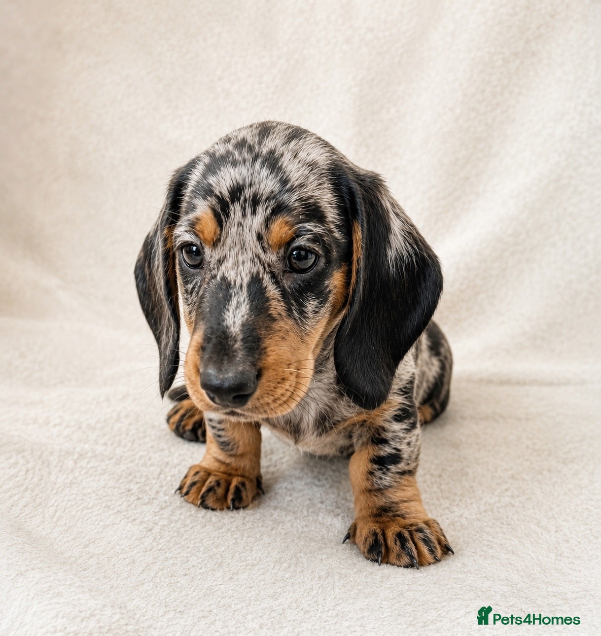 Miniature Dachshund dogs Mini dachshund pupies KC reg DNA tested parents - Advert 1