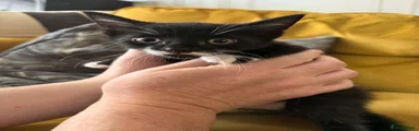 Mixed Breed Kitten tuxedo white spot on front paw