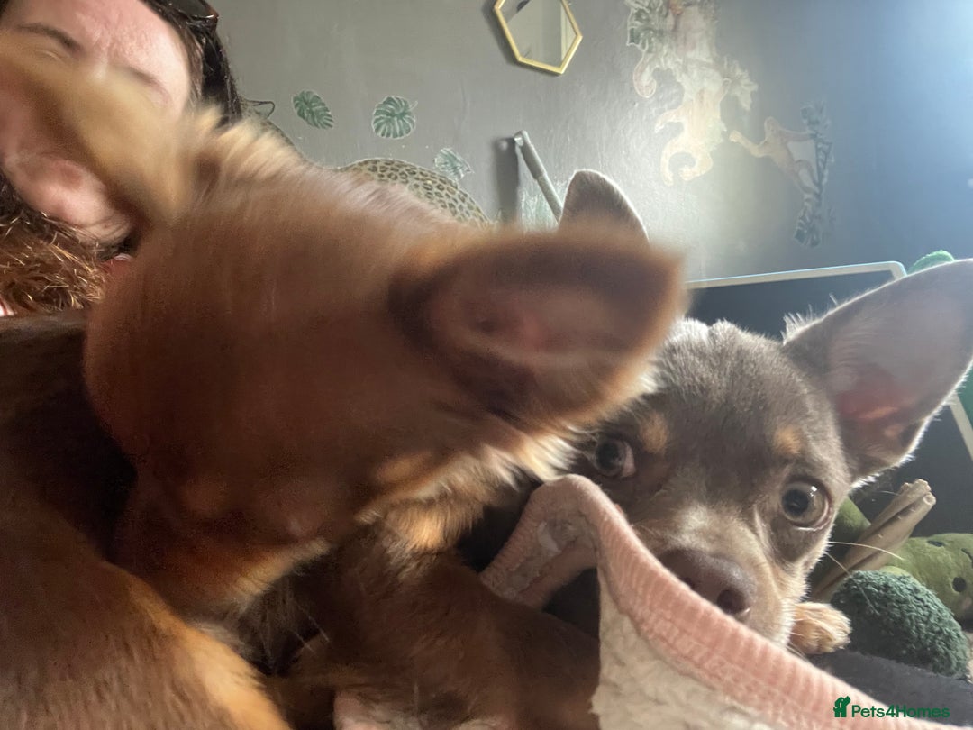 Chihuahua dogs for sale: Lilac male chihuahua  - Image 3