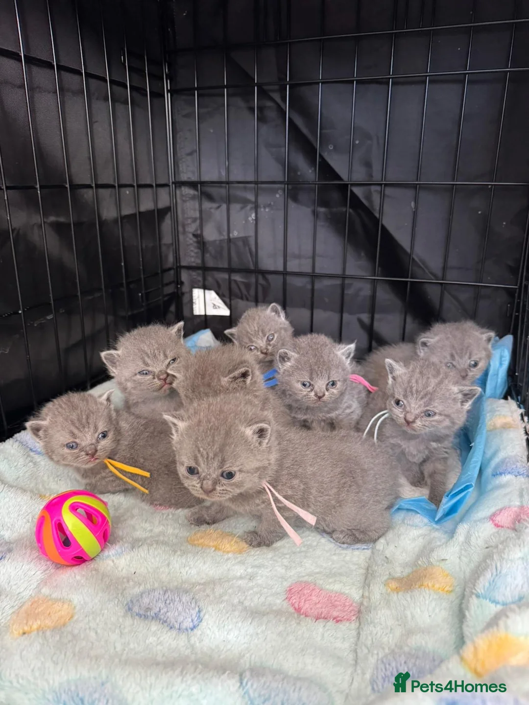 British Shorthair cats for sale: Beautiful British shorthair kittens in Broxbourne - Advert 2