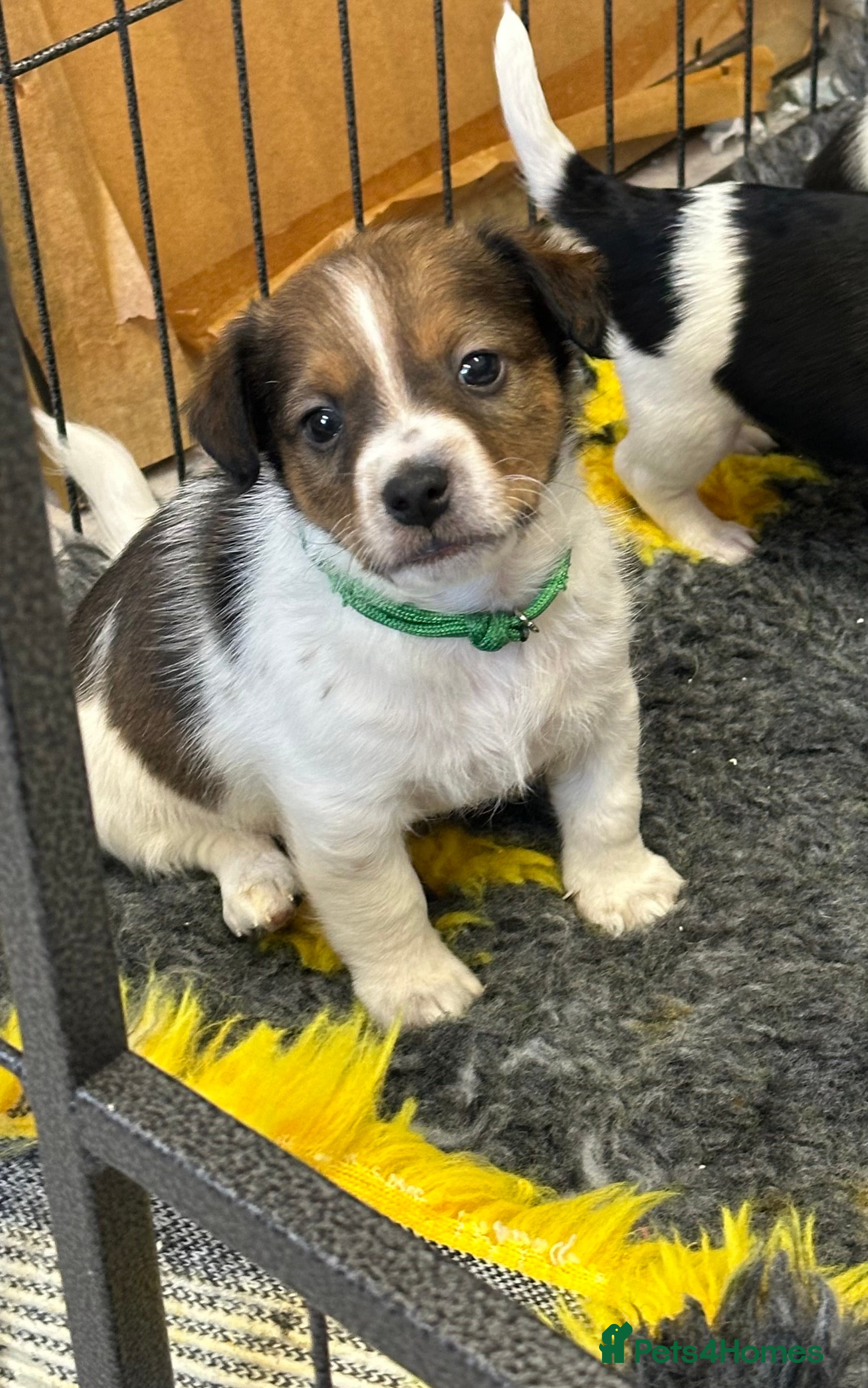 Jack Russell dogs Traditional mini Jack Russell pups - Advert 4