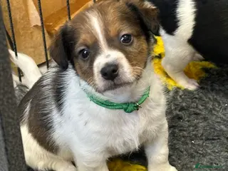 Jack Russell dogs Traditional mini Jack Russell pups - Advert 4