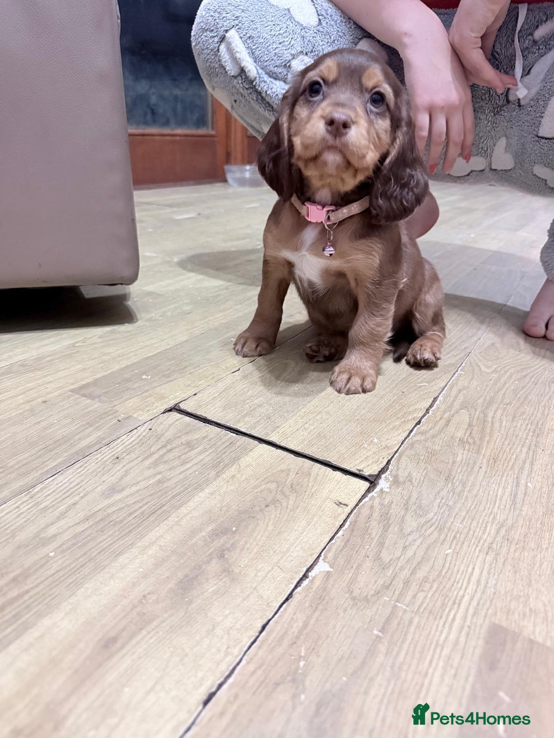 Sprocker dogs for sale: 4 LEFT Sprocker Spaniel Puppies EXCELLENT Breeding - Advert 16