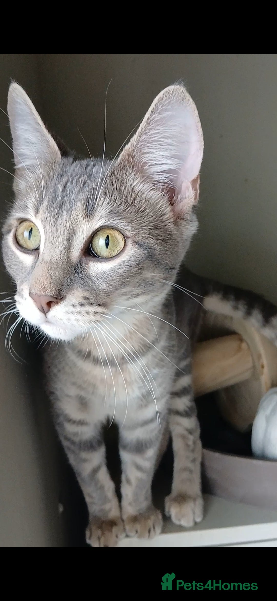 Bengal cats for sale: BENGAL X Kittens ♡ 1 LEFT! BLUE BOY 🩵 - Advert 3