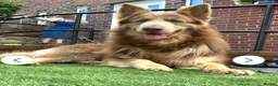 German Shepherd dogs for sale: Isabella german shepherd puppies  - Advert 21