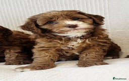 Cavapoo dogs for sale: 🐶 Adorable deep red Cavapoo Puppies  - Image 10