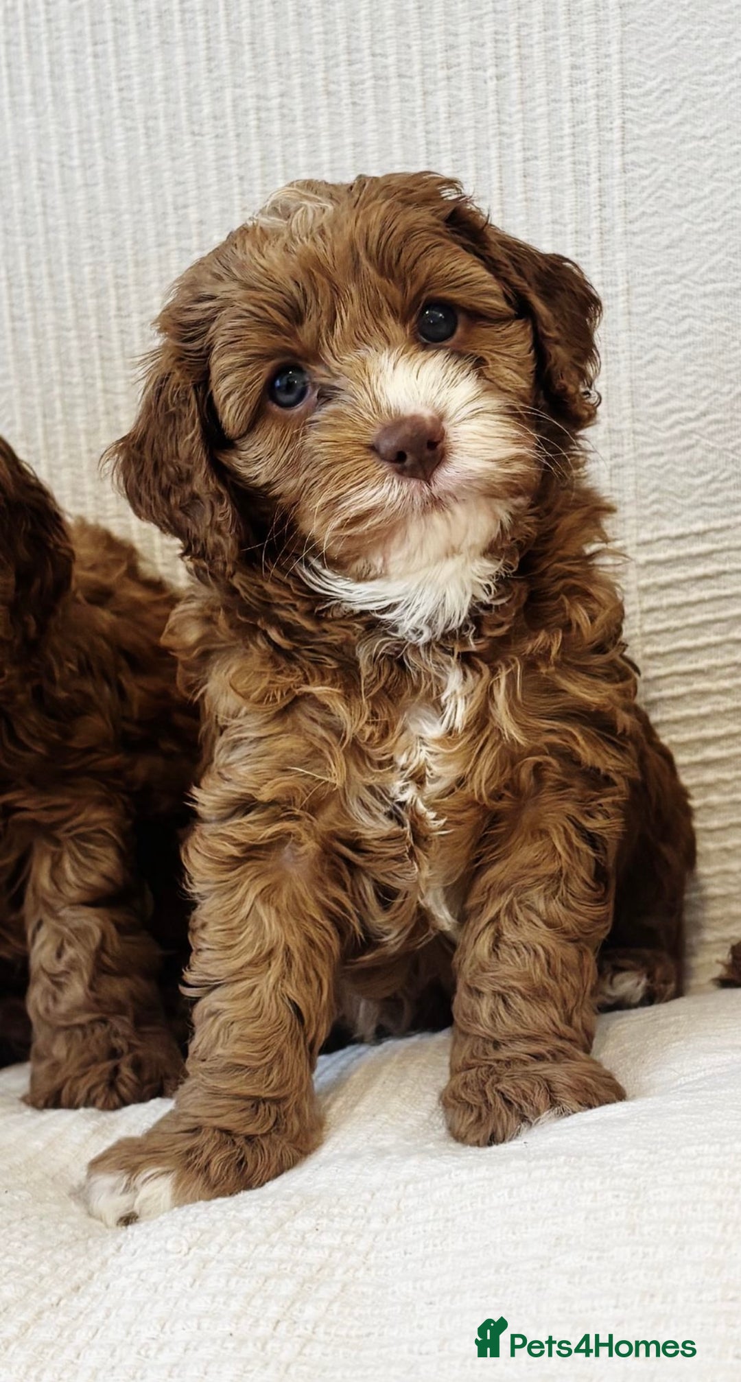 Cavapoo dogs for sale: 🐶 Adorable deep red Cavapoo Puppies  - Image 10