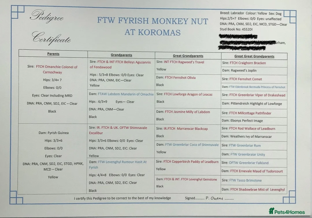 Labrador Retriever dogs for stud: FTW & OFT award winner Fyrish Monkey Nut @ Koromas in Durham - Advert 3