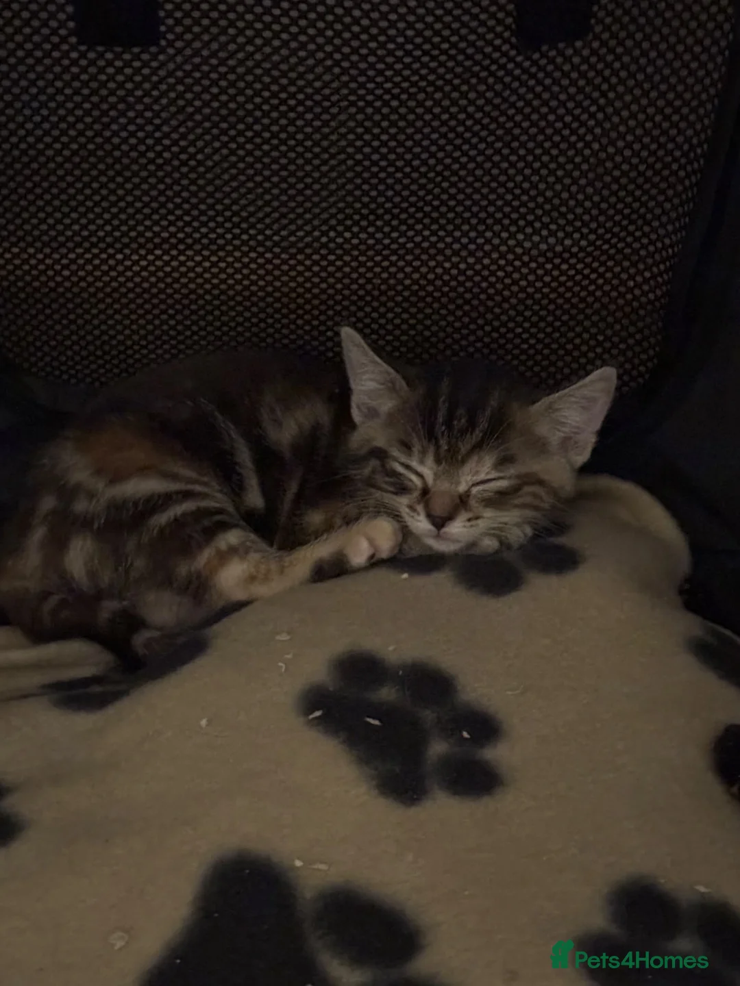 Mixed Breed cats for sale: Kittens  - Advert 2