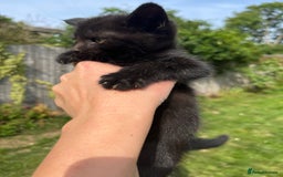 Mixed Breed cats for sale: Moggy kittens (half Mainecoon) - Image 5