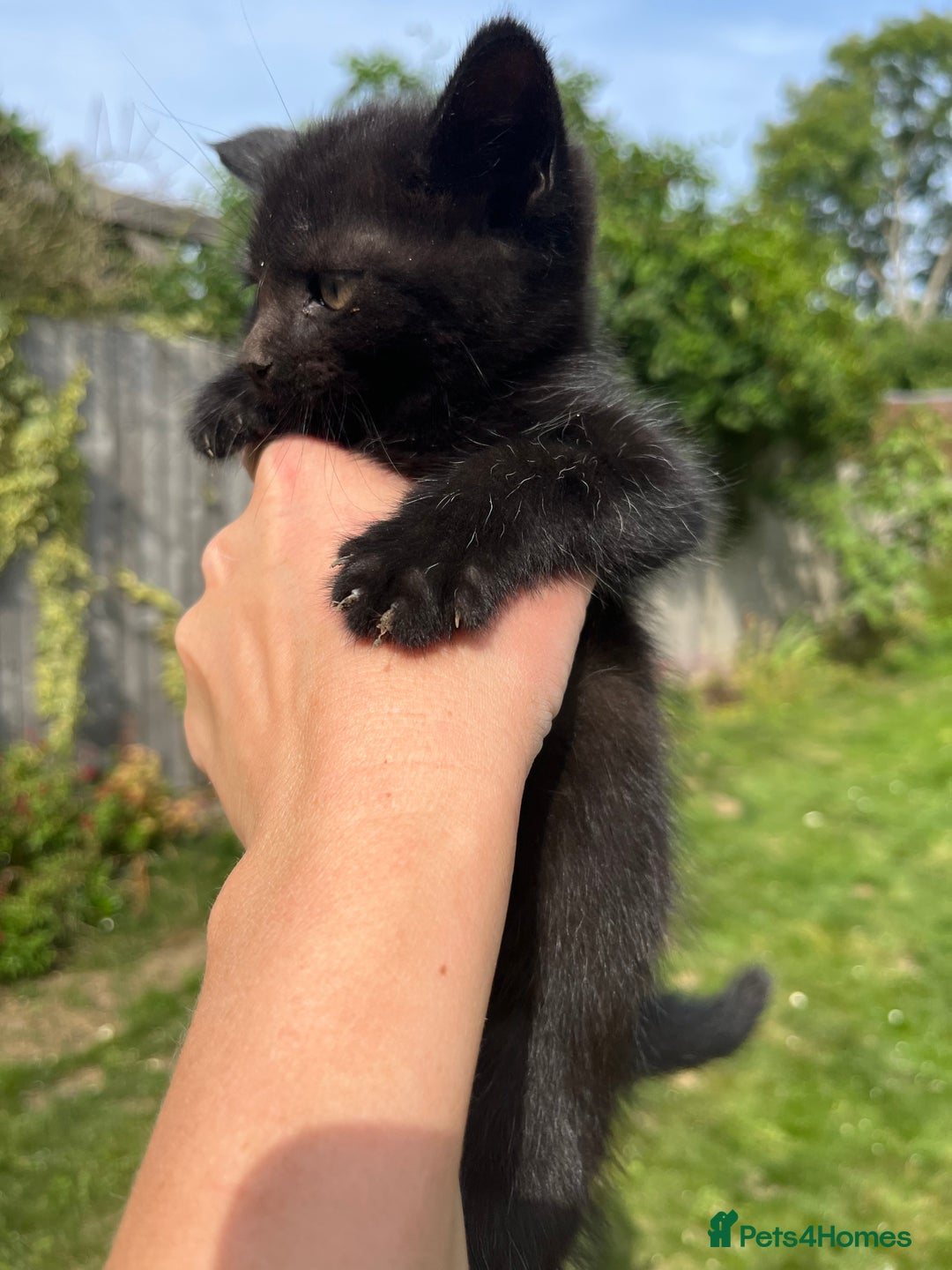 Mixed Breed cats for sale: Moggy kittens (half Mainecoon) - Image 5