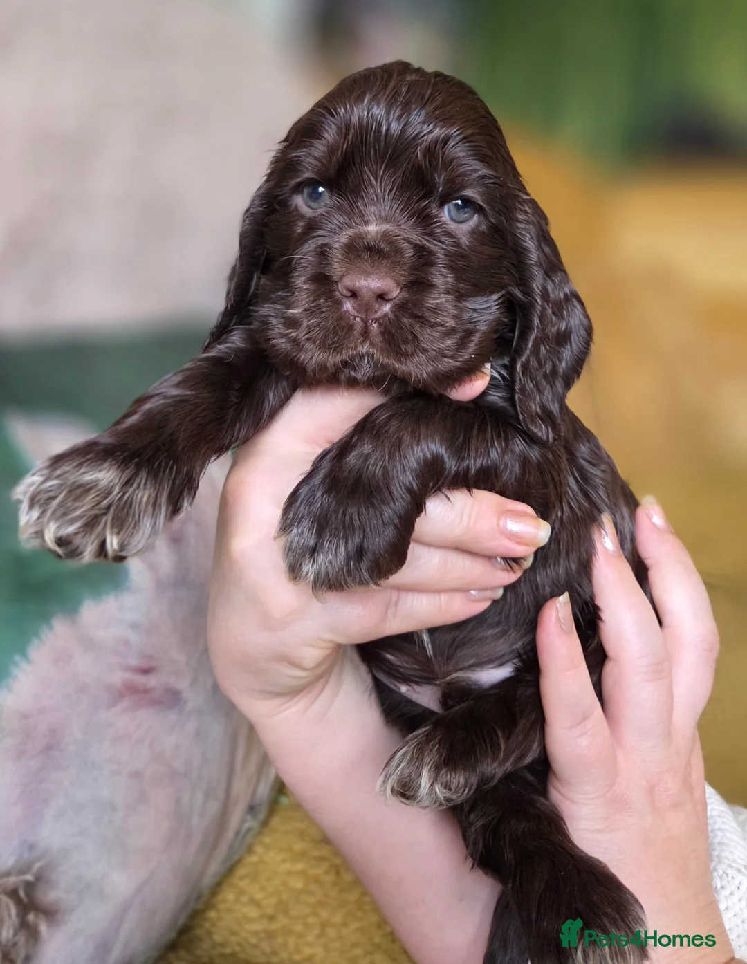 Cocker Spaniel dogs for sale: Show Cocker Spaniel K.C. Registered-last Girl - Advert 25