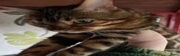 Bengal cats for sale: Bengal Cat Looking for a New Home  - Advert 2