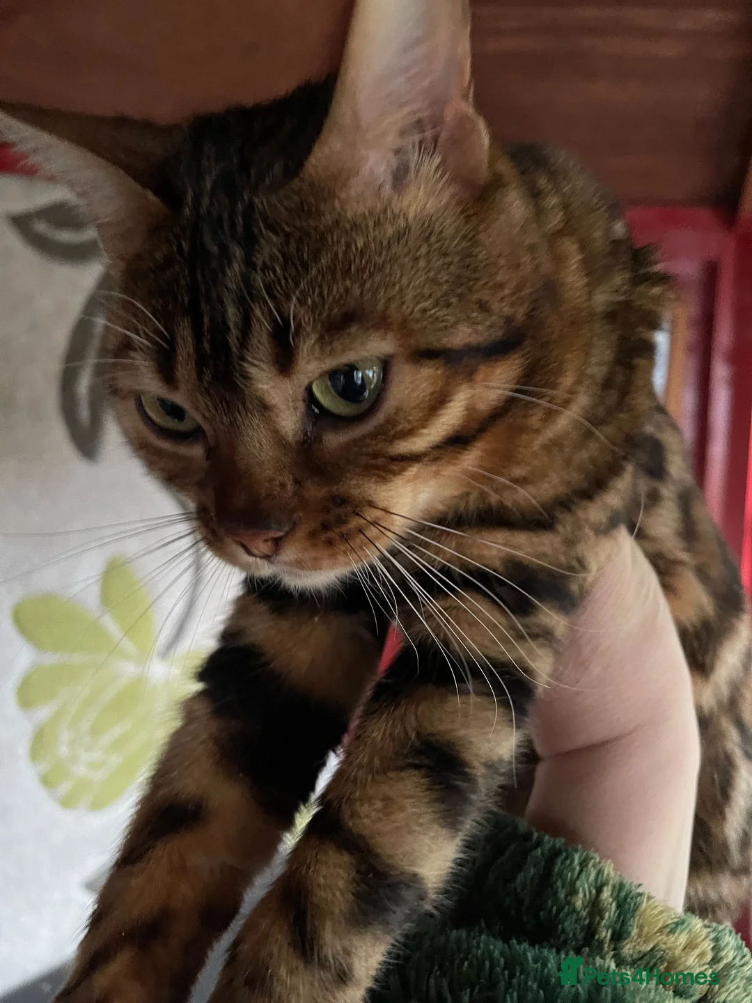 Bengal cats for sale: Bengal Cat Looking for a New Home  - Advert 2