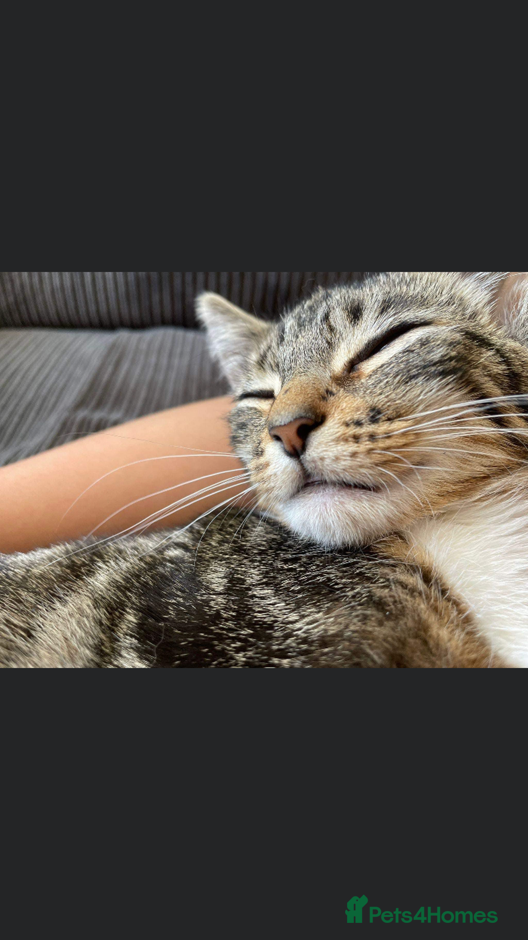 British Shorthair cats for sale: Beautiful Shorthair kittens - Image 10