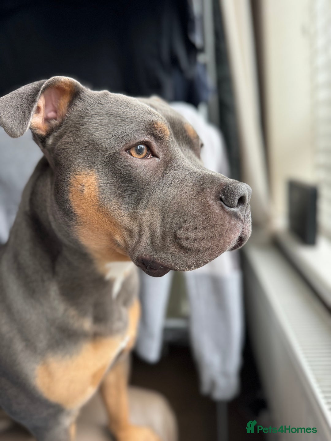 Staffordshire Bull Terrier dogs for stud: Bear the Tri-Colour Staffy - Advert 9