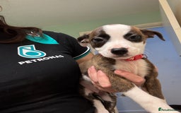 American Bulldog dogs for sale: American bulldog (READY TO GO) - Image 8