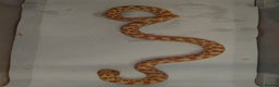 Snake reptiles for sale: Hognose Snake - Advert 3