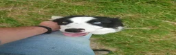 Border Collie dogs for sale: Border collie dogs for sale  in Machynlleth - Advert 12