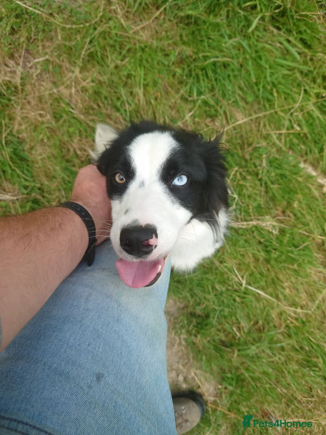 Border Collie dogs for sale: Border collie dogs for sale  in Machynlleth - Advert 12