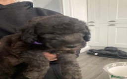 Bedlington Terrier dogs for stud: KC Registered Bedlington Terrier Stud in Ferryhill - Image 33