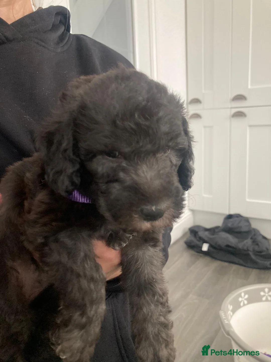 Bedlington Terrier dogs for stud: KC Registered Bedlington Terrier Stud in Ferryhill - Advert 33