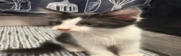 Mixed Breed cats for sale: 3 kittens  - Advert 12