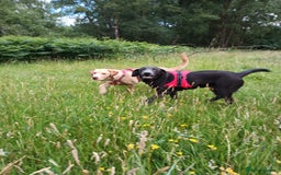Labrador Retriever dogs for sale: 2 stunning Labradors 9 months old  - Image 8