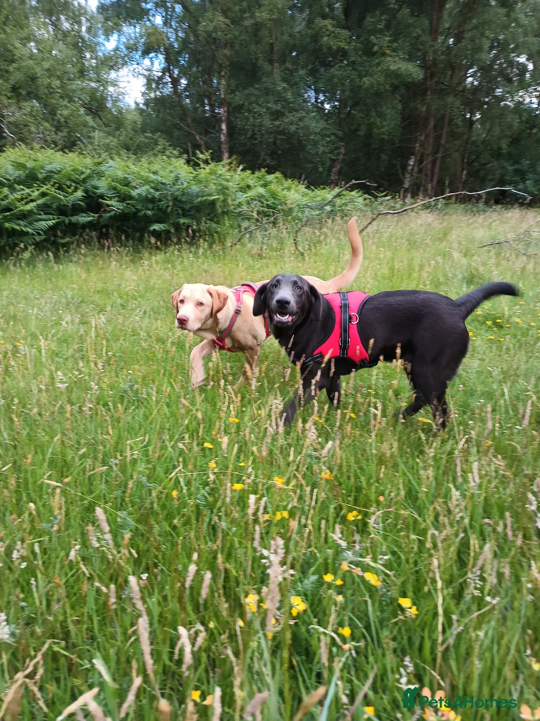 Labrador Retriever dogs for sale: 2 stunning Labradors 9 months old  - Image 8