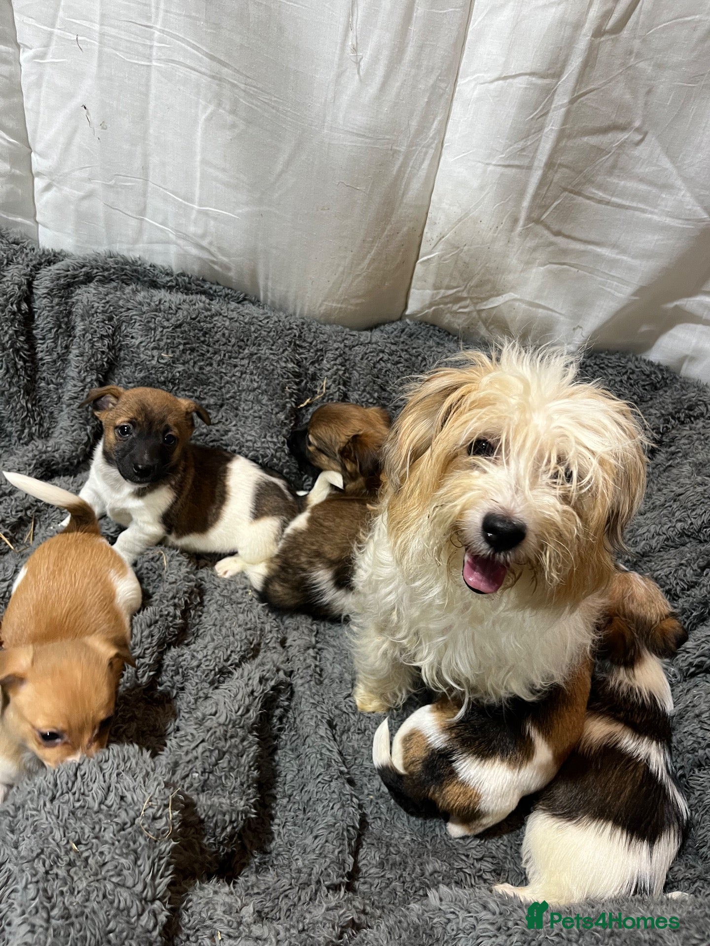 Jackapoo dogs Beautiful jack a poo pups  - Advert 1