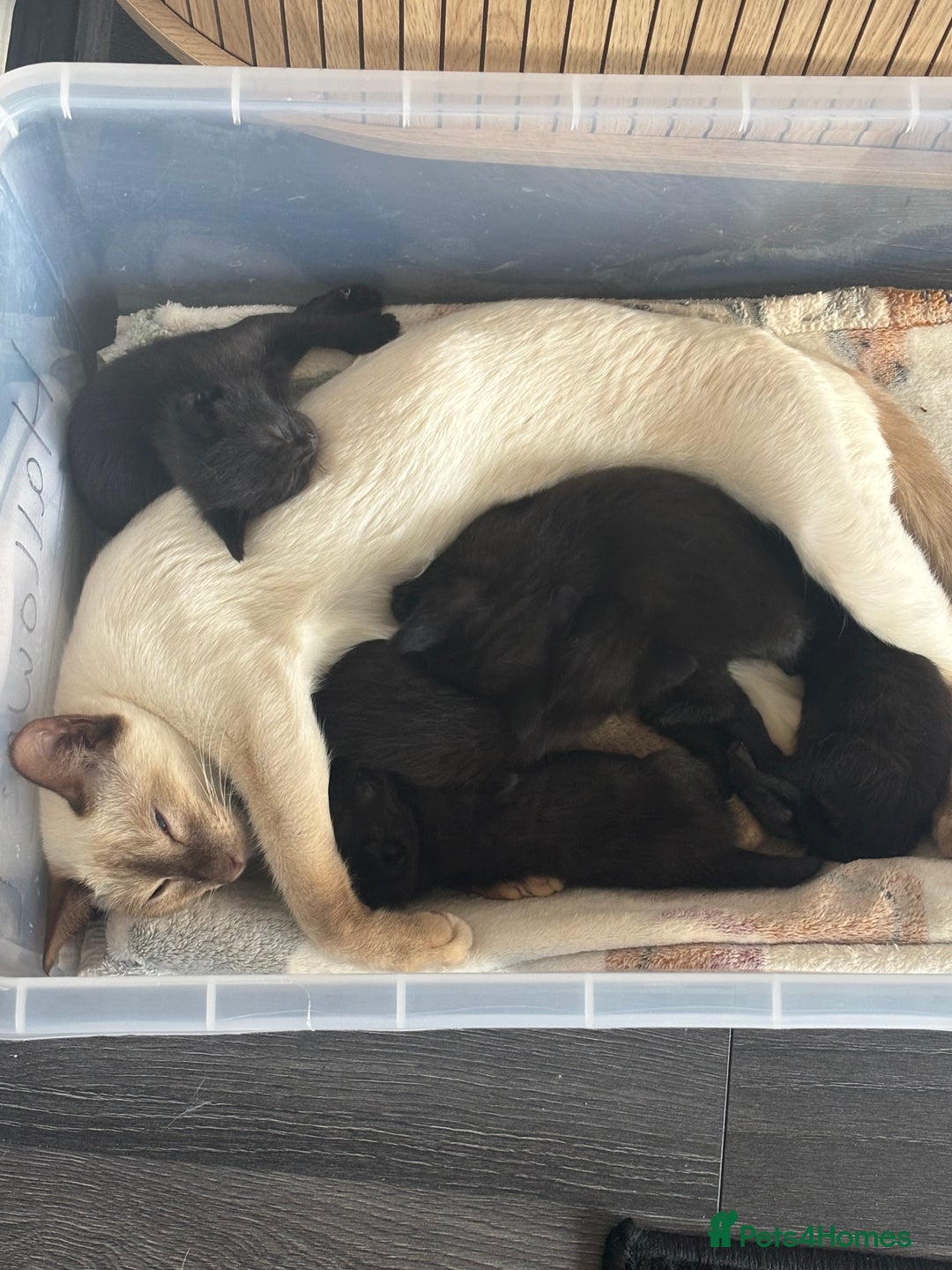 Siamese cats for sale: Half Siamese kittens  - Image 7