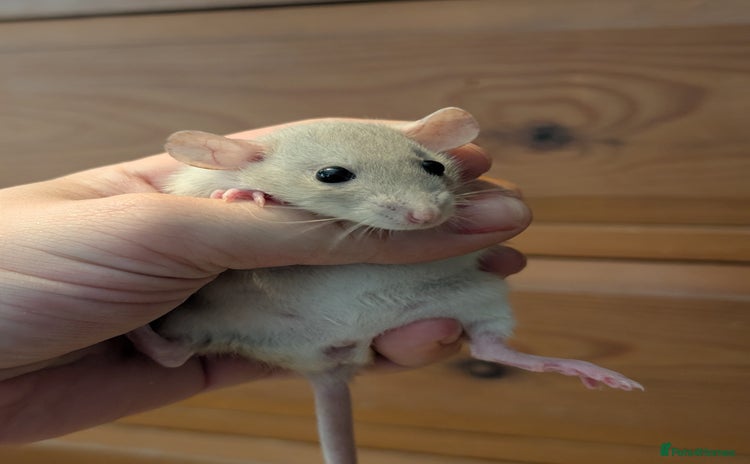 Rat rodents - Advert 1