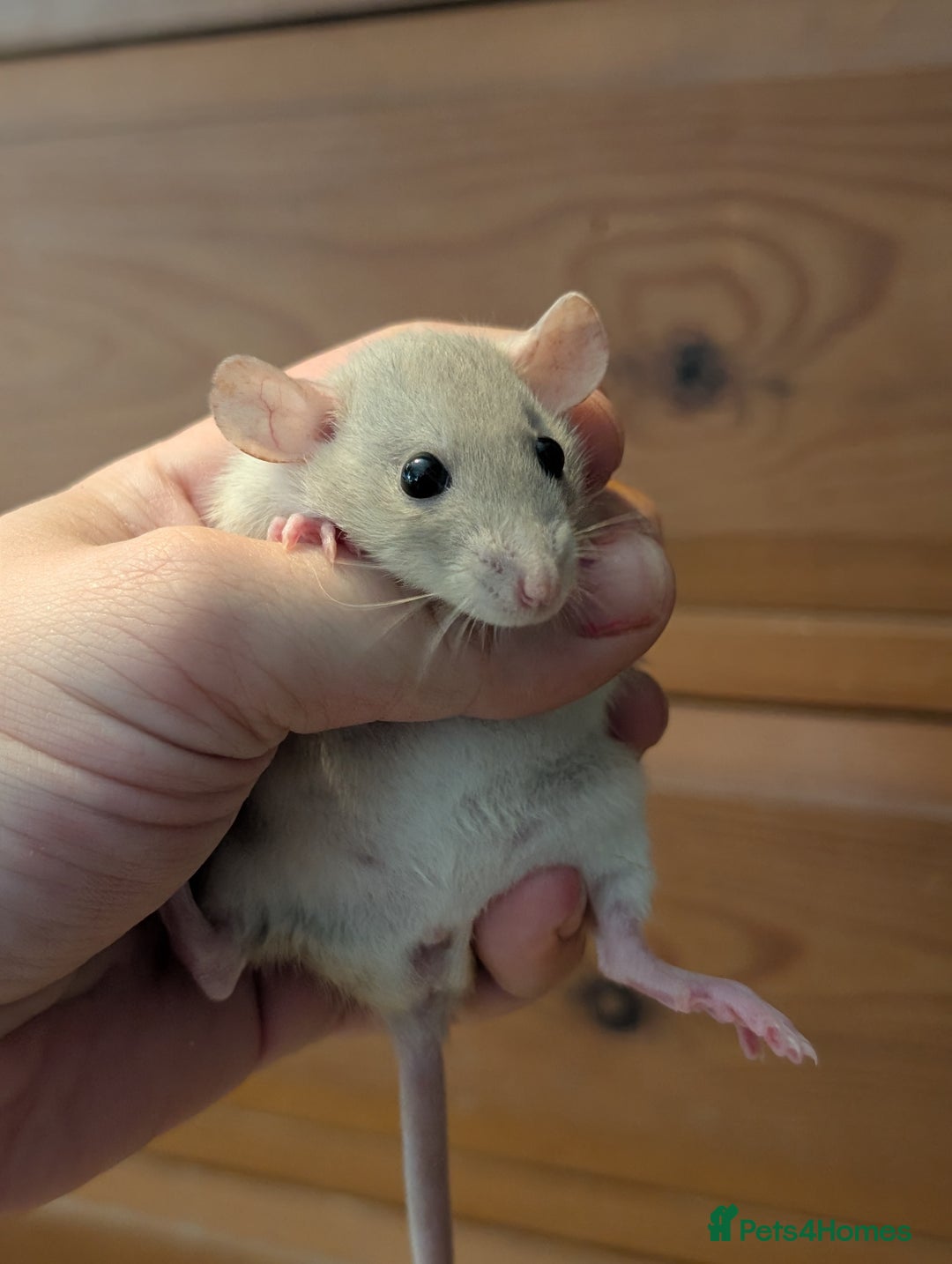 Rat rodents for sale: Dwarf & standard rats  - Image 1